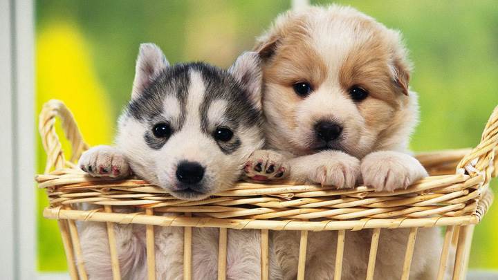 Friendship In A Bucket